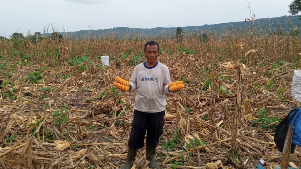 Jagung Tiga Kelompok Tani Bener Meriah Sukses Masuk Produk Nasional