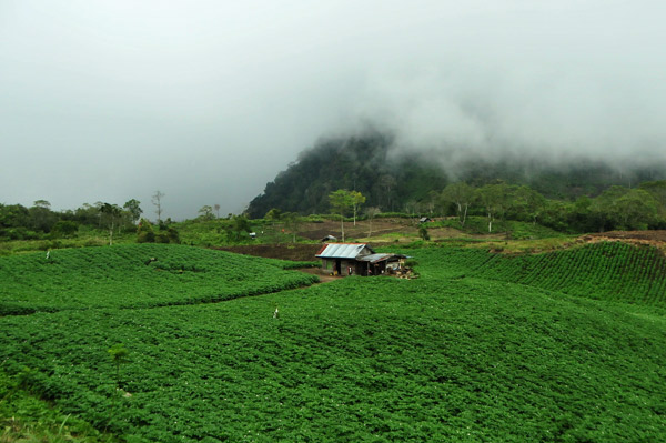 Bener Meriah Fokus Hijaukan Kembali Hutan Lindung di Paya Rebol